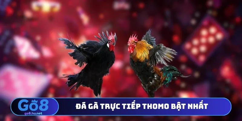 Đá gà trực tiếp Thomo