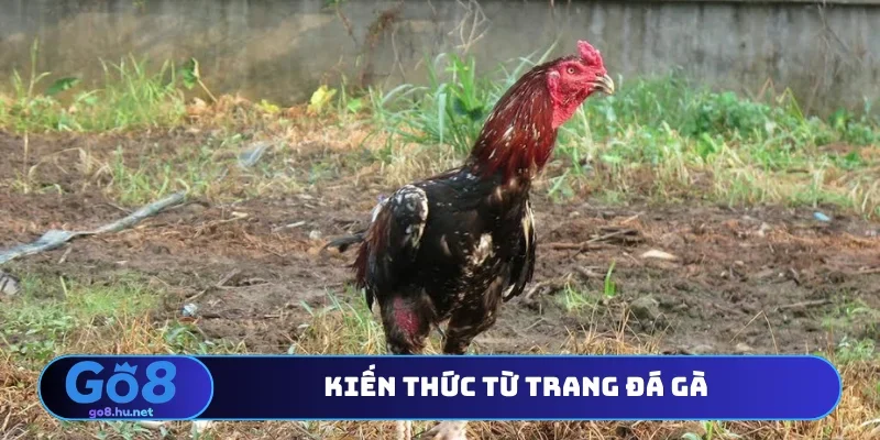 Kiến thức từ trang đá gà