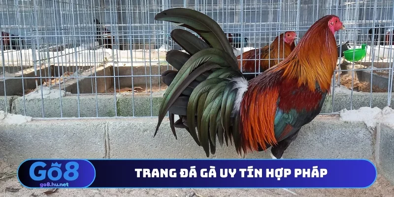 Trang đá gà uy tín hợp pháp